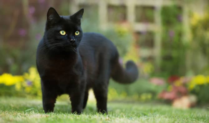 Amazing Cat Comes to the Aid of its Elderly Owner!