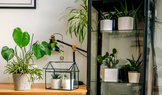 Meet a Gorgeous Way to Garden Indoors