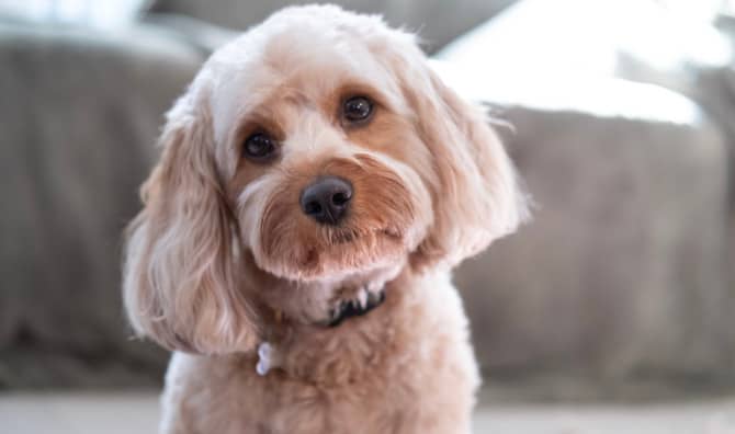 Dogs May Sense Human Intention!