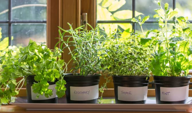 5 Plants to Grow for DIY Skin Care