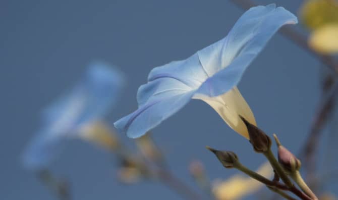 7 Night Blooming Fragrant Flowers