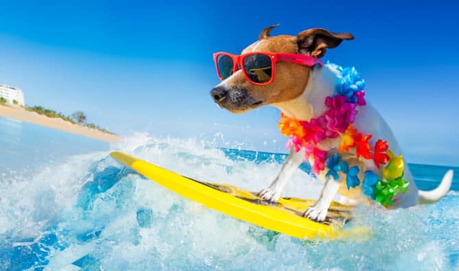 Surfing Dog Event Brings Smiles to All