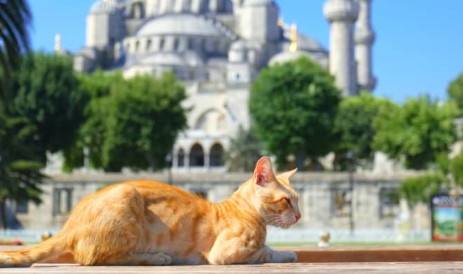 The Town Where Cats Are King