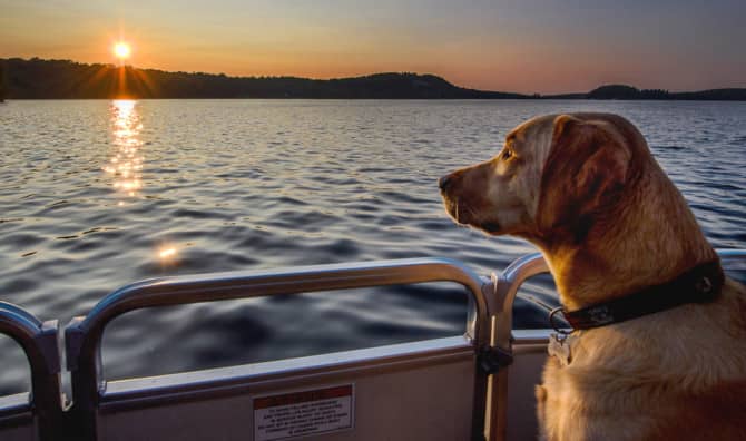 Traveling Dog Becomes Global Icon