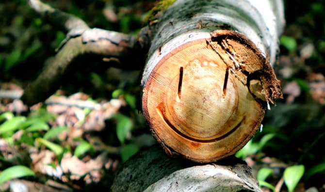 Street Art For The Forest!