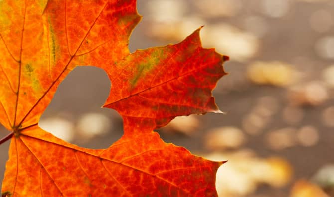 5 Mindful Acts of Kindness for Thanksgiving