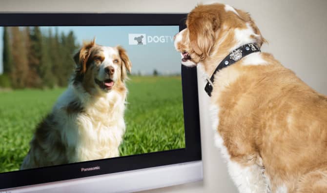 Now There’s TV Just For Dogs!