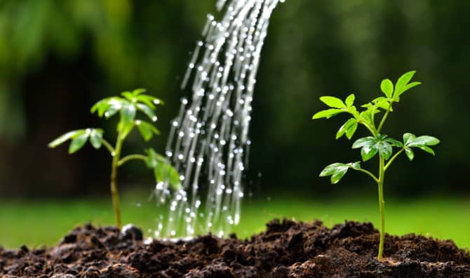 DIY Teas To Feed Spring Gardens