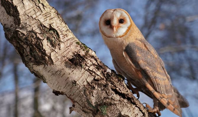 Farmers Find a New Friend in the Humble Barn Owl