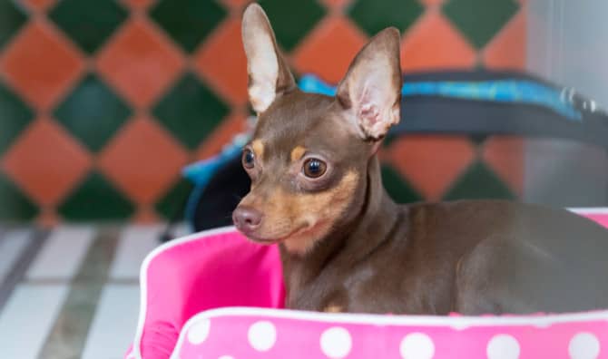 Repurposing Old Tires Into Beds for Dogs and Cats