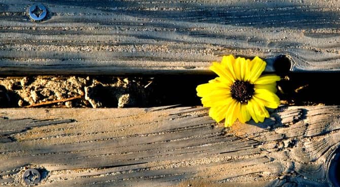 New Word of the Year Shows How Holding on to Dreams Endures