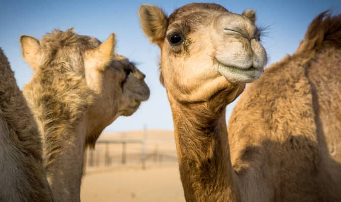 This Capital Celebrates Culture With a Camel Show