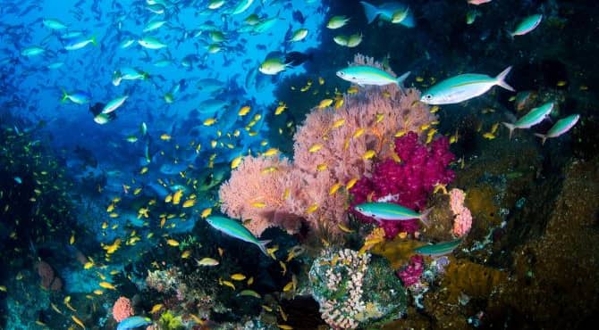 Young Scientist Discovers a Natural UV Filter