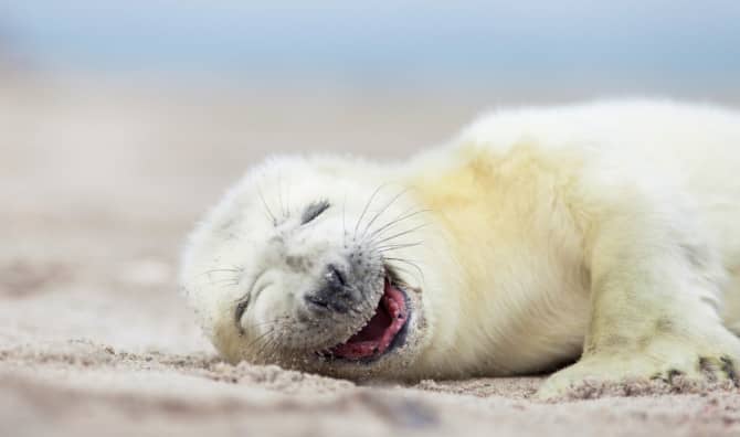 Life’s a Hoot for More Animals, Study Finds