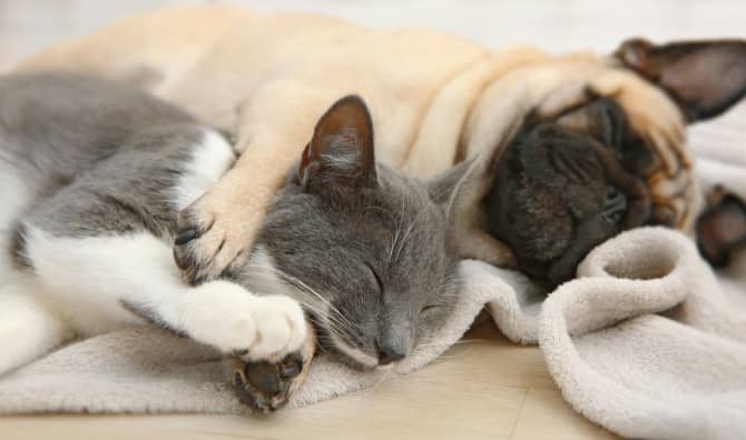 How Much Do You Know About Dogs and Cats? [Quiz]