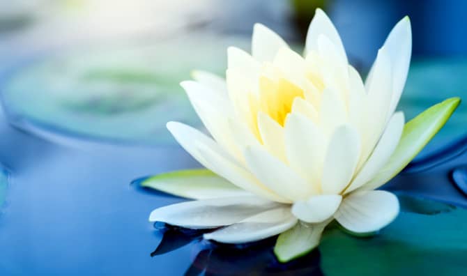 Embrace Wu Wei, the Art of Doing Nothing