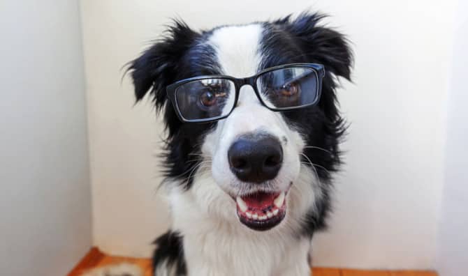 Pet Dogs Can Tell Their Owner’s Language Apart From Foreign Ones!