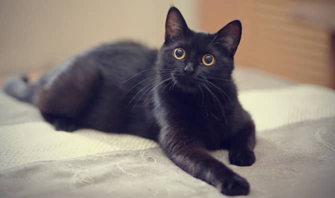 Missing Cat’s Meow Leads to a Happy Reunion