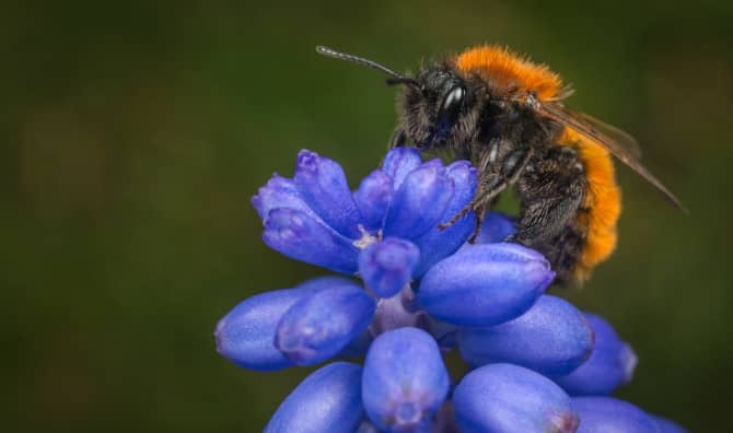 Making a Beeline for Bricks!