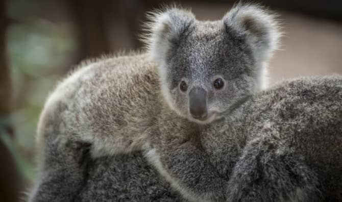 This Country Cherishes its Cuddly Koalas!