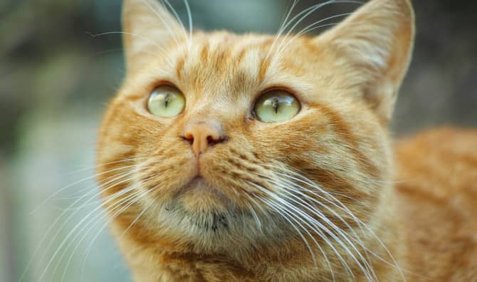 Meet a Cute Ginger Cat Whose Adventures Have Won Over This Town!