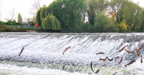 Tree Planting Project Will Help Salmon Leap for Joy