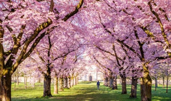 This Country Knows That a Walk in the Park Has the Power to Heal