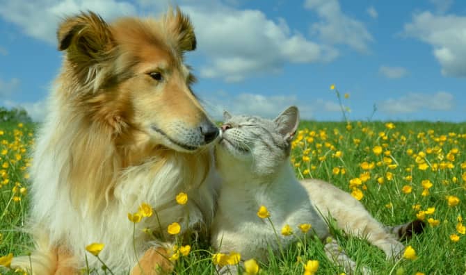 Reducing Pets’ Paw Prints