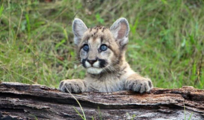 Make Way For Mountain Lions!