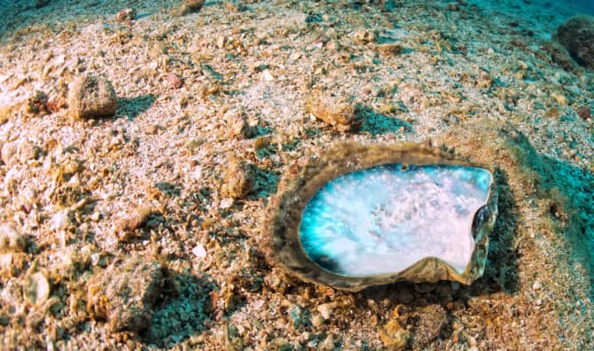 Unbreakable Glass Inspired by Sea Shells