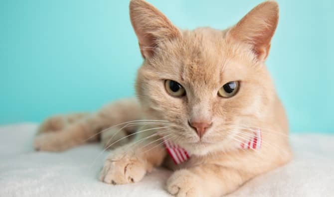 Amazing Stray Cat Saves The Day!