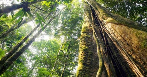 Study Reveals Many Undiscovered Trees on Earth