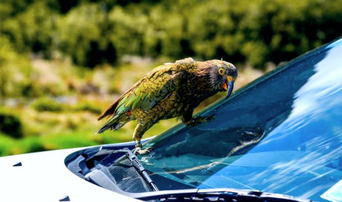 Cheeky Parrot Captures a “Bird’s-Eye View” of Nature