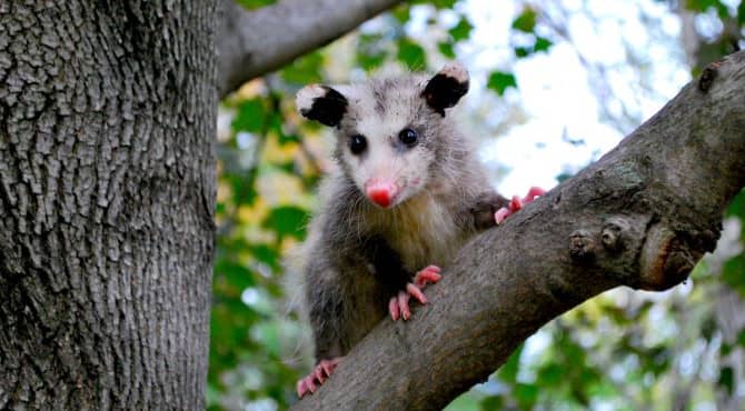 Precious Opossum Gets a Set of Wheels!