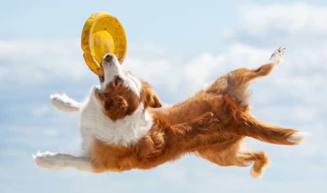 Talented Dogs Inspire Forever Homes