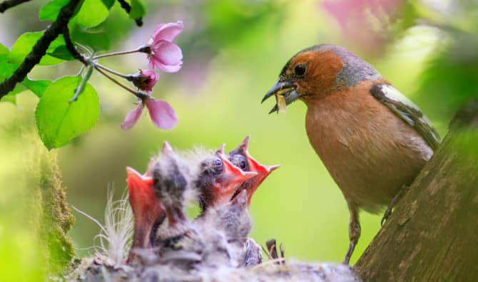 5 Ways to Attract Nesting Birds