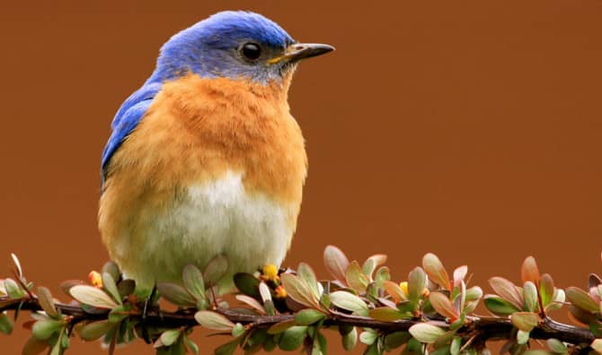 This City’s Wild Animals are Coming Home