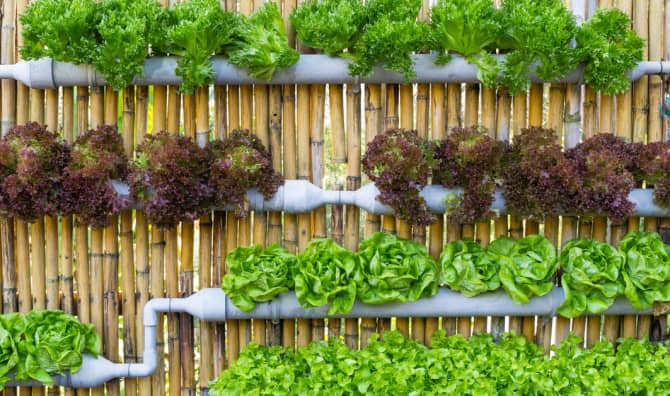 5 DIY Ideas to Create a Gorgeous Vertical Garden