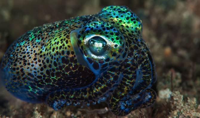 Squid Skin Inspired Thermal Cup Cozy Could Keep Coffee Hotter