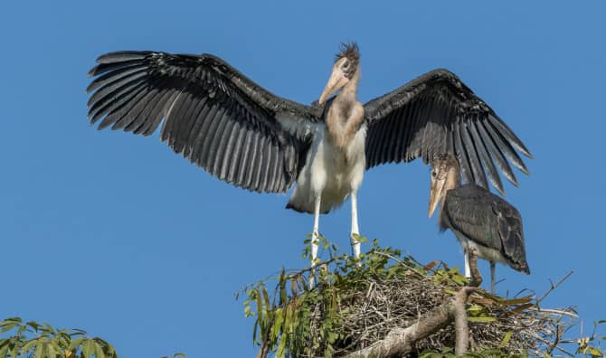 This Country’s First Bird Reserve Takes Flight