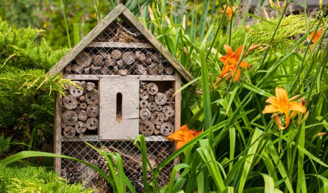 Offering Solitary Bees a Home in the Garden