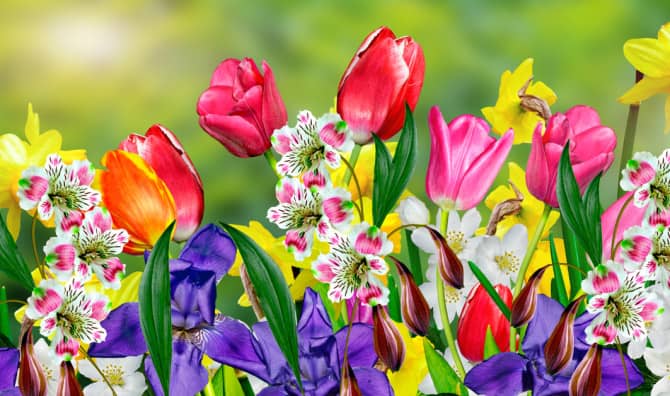How Much Do You Know About Spring Flowers? [Quiz]