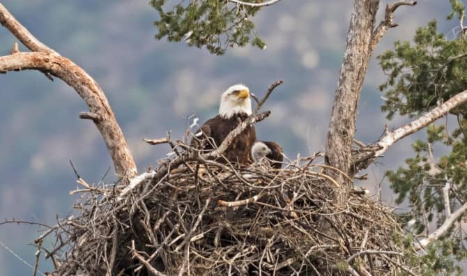 Biologists Aid Baby Bald Eagle That Fell Out of Its Nest