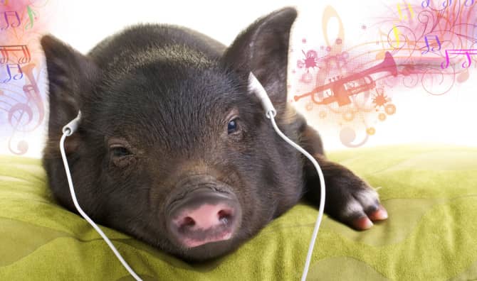 Study Shows Pigs React to Music With Emotion