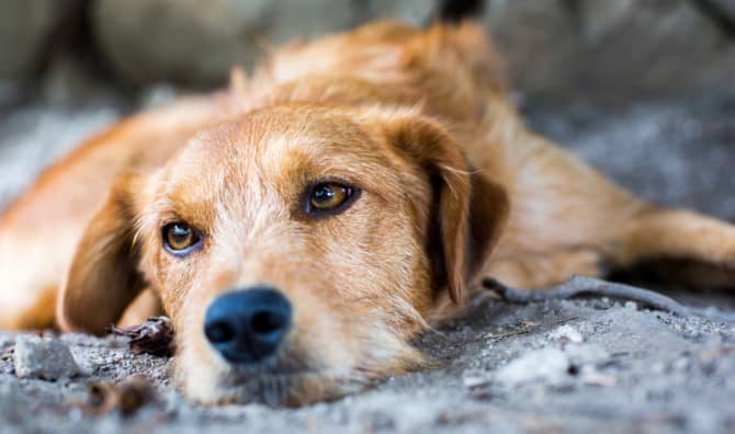Innovative Pop-Out Awnings Protect Dogs From the Elements