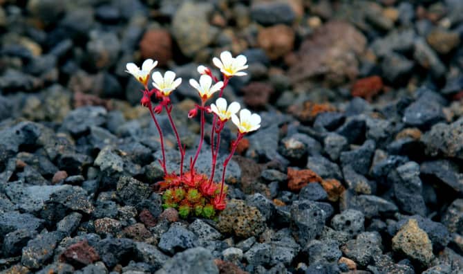 Lava Might Be The Stuff Tomorrow’s Homes Are Made Of!