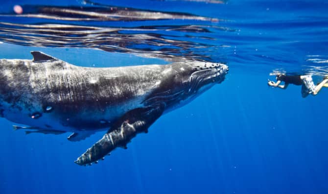 All About a Kind Whale Who Came Back to Visit