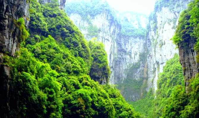Scientists Reveal an Ancient Forest Hidden in a Sinkhole