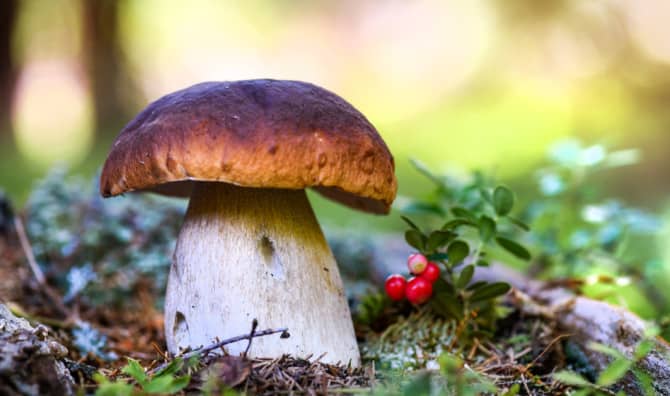 New Study Suggests Mushrooms Can Talk!