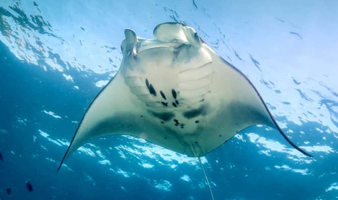 Meet the Thriving Manta Ray Hub!